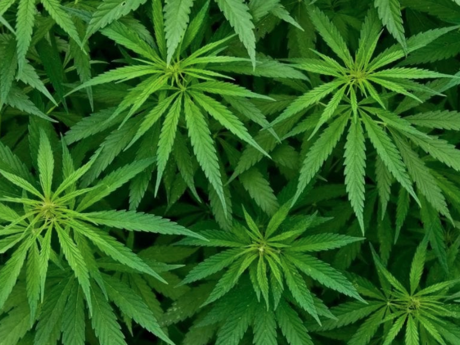 How Medical Marijuana Helps With Nausea