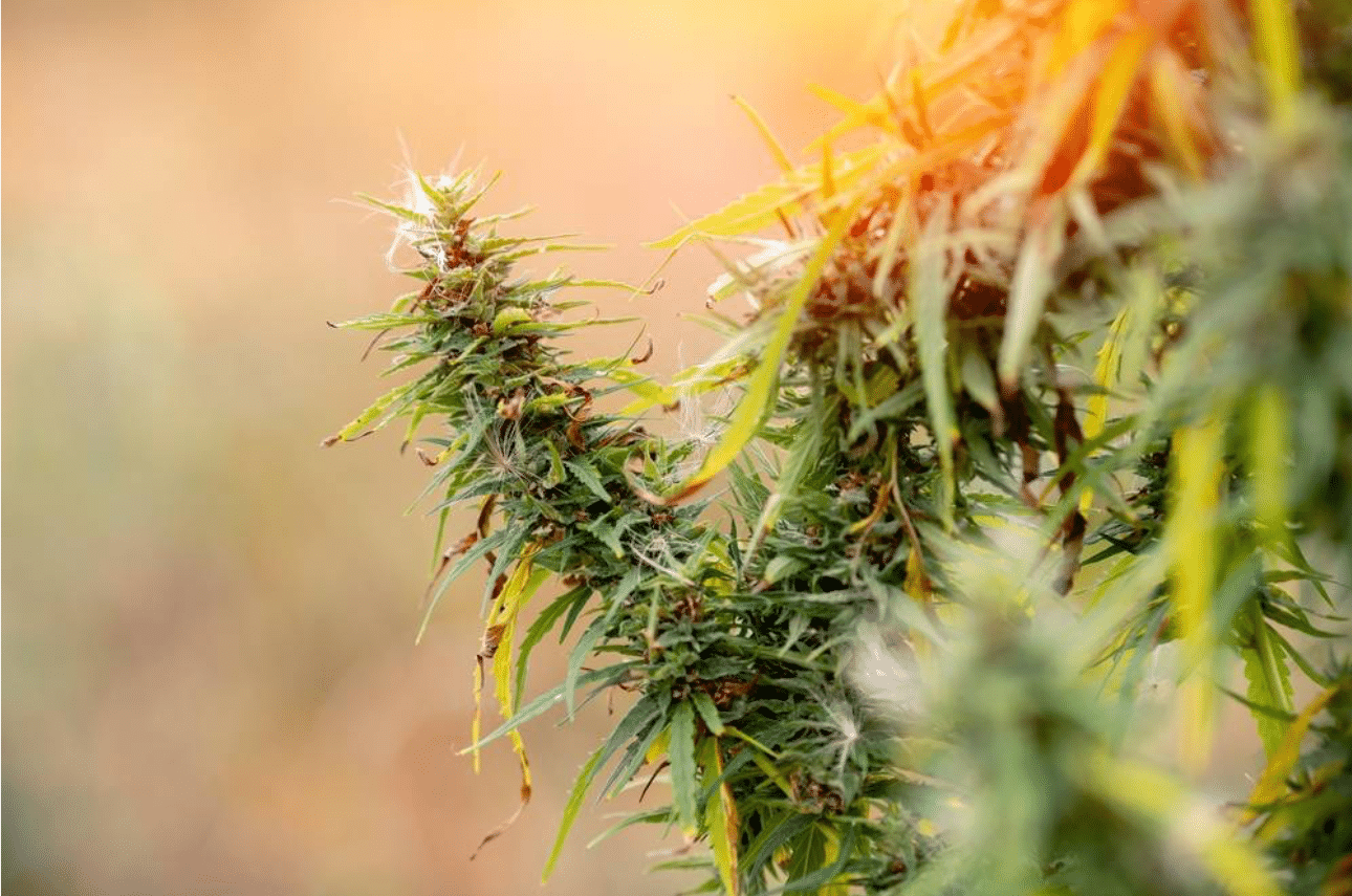Summer-heat-and-cannabis